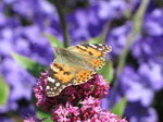 SX06468 Painted lady butterfly (Cynthia cardui) on pink flower Red Valerian (Centranthus ruber).jpg